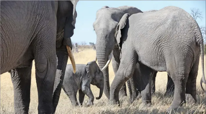  ?? PIC: THALEFANG CHARLES ?? Squeezed in: Human wildlife conflict is rife in the North West