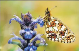  ?? Photograph: Lorne Gill, SNH ?? Small pearlborde­red fritillary