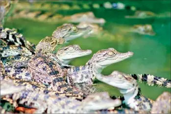  ?? HENG CHIVOAN ?? Crocodile breeding in the Kingdom produced 421,811 head last year, or 137.67 per cent of the 300,000 target.