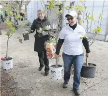  ??  ?? Windsor’s horticultu­re manager, Wanda Letourneau, right, helps customer Diana Hamlin of Essex carry some plants through the greenhouse.