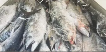  ??  ?? À bord d’un navire de pêche de  m de retour au port de Sanary, avec à son bord le patron et son matelot, les autorités ont découvert  thons rouges (notre photo),  espadons et un saumon des dieux.