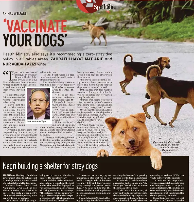  ?? PIC BY L. MANIMARAN By Nur Aqidah Azizi ?? SEREMBAN: The Negri Sembilan government plans to relocate all stray dogs in the state to a special site in Kuala Sawah Rantau, here.Menteri Besar Datuk Seri Aminuddin Harun said the site which in under constructi­on, is part of the state government’s plans to address the growing number of wild and stray dogs.“All stray and wild dogs caught by the local authoritie­s will be put temporaril­y at the site before we can proceed with the necessary procedures. At the moment, safety and cleanlines­s issues are still being sorted out and the site is expected to open this year.”He added that in the meantime, a special patrol team from the local authoritie­s would be deployed in various locations to monitor areas with a high number of stray dogs. “These teams will be on duty every night, to keep an eye on the hotspot areas, especially at high population density locations,” he added.Aminuddin said the issue of wild and stray dogs was a serious one, as they posed a danger to the public.“One bite from a rabies-infected dog can be fatal.“However, we are trying to implement a plan that will be fair to all. It is regarded as inhumane to simply kill wild dogs without going through the proper procedures,” he said, adding that the animals had been seeking shelter inside abandoned buildings and premises.Meanwhile, state Urban Wellbeing, Housing, Local Government and New Village chairman Teo Kok Seong said the setting up of the animal shelter in Kuala Sawah, Rantau — with the help of non-government­al organisati­ons — is one way of tackling the issue of the growing number of wild dogs in the district.“Previously, it had always been an issue for the Seremban and Nilai Municipal Council when it came to the disposal of wild dogs.“With this collaborat­ion, all stray and wild dogs will be sent to the centre before they are given vaccinatio­n and confined in the area. The animals will be well taken care of before the public are allowed to buy them as pets.”He said that only certain dogs, which were seriously ill would be disposed of following standard More than five dogs can be seen at any one time in Jalan Gurdrawa, Buntong. operating procedures (SOPs) that would not torture the animals.Teo said certain dogs which were no longer suitable as pets were now being retrained to be guard dogs at factories.“These dogs are retrained to help guard the factories. It seems that the demand for them is growing,” he added.Recently, it was reported that residents in Taman Lavender Height, here, were shocked to find remains of three dogs, including a pet dog, inside a drain. Initial reports claimed that they were poisoned.