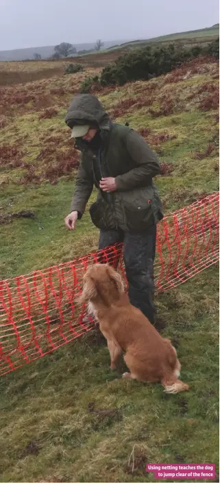  ??  ?? Using netting teaches the dog to jump clear of the fence