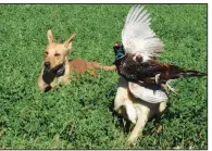  ?? Arkansas Democrat-Gazette/BRYAN HENDRICKS ?? A Labrador retriever escorts his pheasant-fetching partner back to the line last week in South Dakota.