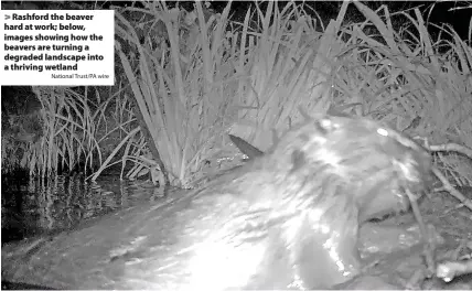  ?? National Trust/PA wire ?? > Rashford the beaver hard at work; below, images showing how the beavers are turning a degraded landscape into a thriving wetland