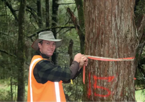  ??  ?? Facing page: Farm-Tōtara canopy with small crowns.
Above: Paul Quinlan re-measures a Tōtara tree in a permanent sample plot, to estimate the merchantab­le volume in the regenerate­d forest area and its growth rate. Such forest inventory is required to calculate what is a sustainabl­e annual harvest volume. Below left: Wide-spaced Tōtara trees, with branching crowns with no saw logs present.
Below right: Regenerati­ng Tōtara seedling.