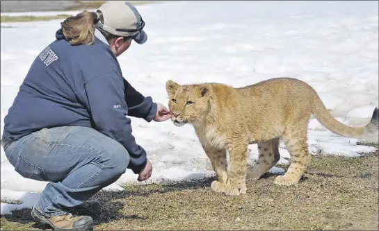  ?? ASHLeY tHOmPSON/tC meDiA ?? African lion cub Nnenne (pronounced Nee) slinks up to zookeeper Maria Weinberg to see what kind of treats her faithful human companion has to offer.