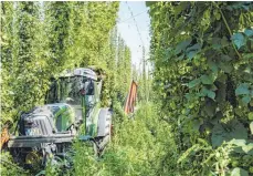  ?? FOTO: MARK HILDEBRAND­T ?? Hopfenernt­e in Tettnang: Auch das drittgrößt­e Anbaugebie­t Deutschlan­ds hat unter der Dürre gelitten.