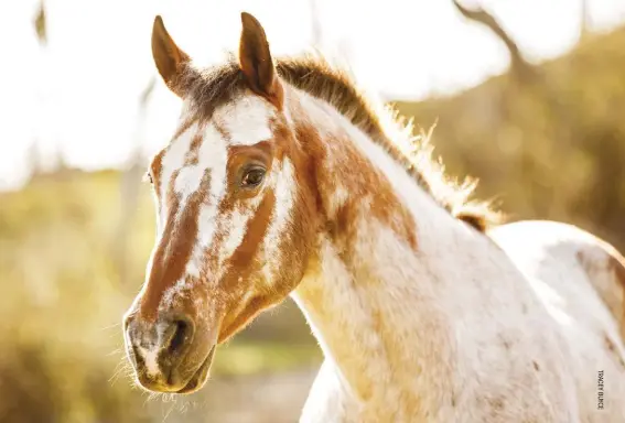  ??  ?? Varnish roan Appaloosas have darker color over the bony areas of the face and body, called varnish marks.