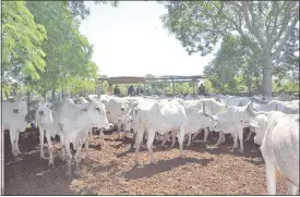  ??  ?? Una tropa de 90 bovinos ingresó de contraband­o a nuestro país por la frontera seca con Brasil (foto archivo).