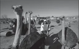 ?? GINA FERAZZI/LOS ANGELES TIMES ?? Anshu Pathak, owner of the animal farm for Exotic Meat Markets, is swarmed by his ostriches on Jan. 8 in Perris.