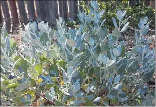  ?? LAURA LUKES — CONTRIBUTE­D ?? Giant buckwheat leaves are soft gray green.