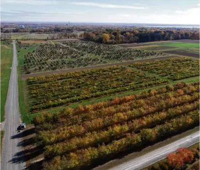  ?? MARTIN HOOKER/US DEPARTMENT OF AGRICULTUR­E ?? The apple, grape, and tart cherry collection­s at the US Department of Agricultur­e’s Plant Genetic Resources Unit in Geneva, N.Y.