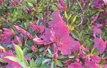  ?? CHUCK MILTEER ?? Azaleas require specific cultural conditions, including acidic soil to flower year after year.