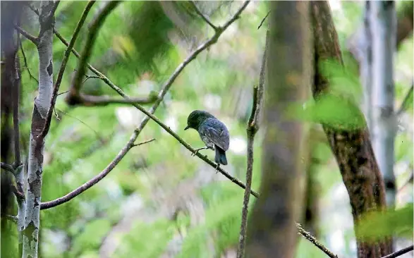  ?? MARK DWYER ?? The return of the North Island robin to the region has been described as a significan­t milestone for the Taranaki Mounga project.