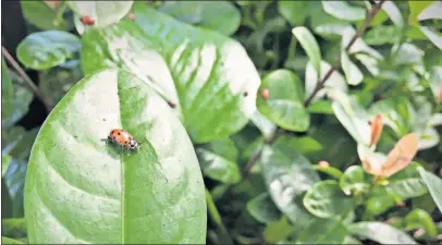  ?? GARDENS] [FRANKLIN PARK CONSERVATO­RY AND BOTANICAL ?? Ladybugs, which eat aphids, are a living form of pest control.