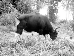  ??  ?? Solitary bull in a forest reserve in Sabah. -Picture courtesy of DGFC/SWD