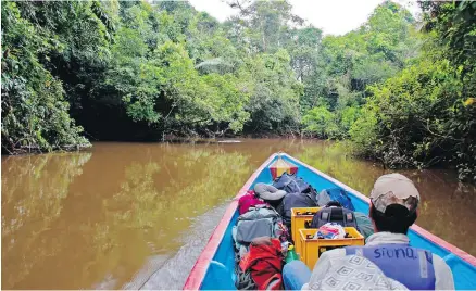  ??  ?? Going anywhere in the Cuyabeno Reserve in Ecuador's Amazon requires long but exhilarati­ng boat rides.