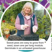  ??  ?? Sweet peas are easy to grow from seed, sown one per long module. Germinate in an unheated greenhouse