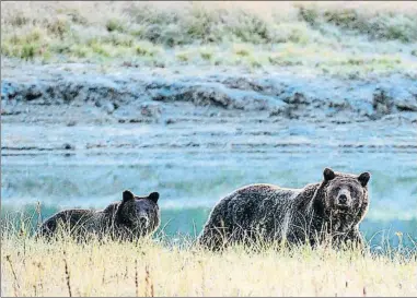  ?? KAREN BLEIER/AFP / ARCHIVO ?? Una osa y su osezno, en el parque nacional de Yellowston­e