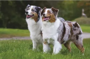  ??  ?? The Australian Shepherd was developed in the American West as a generalpur­pose ranch and farm dog.