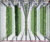  ?? PHOTOS BY SPENCER LOWELL/PLENTY — COURTESY OF WALMART ?? This undated photo shows the Plenty Farms South San Francisco grow room.