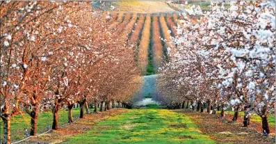  ?? PHOTOS PROVIDED TO CHINA DAILY ?? The almond is California’s major crop and the state’s most valuable agricultur­al product for export.