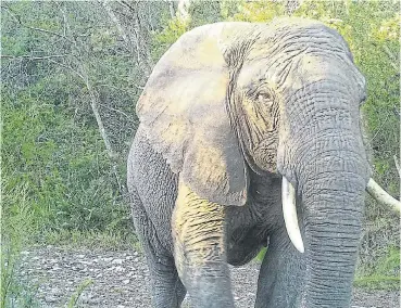  ?? /SANParks ?? On her own: The only surviving Knysna elephant is a female of about 45 years. Her image was snapped during a survey using 72 cameras at 38 locations within the elephant range.