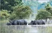  ?? EPA ?? Horned rhinos wade through floodwater­s in search of higher ground in Assam state, India, last week.