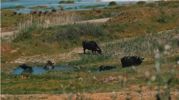  ?? Deniz Sabuncu ?? One of the projects funded by the Climavore x Jameel collaborat­ion will study the water buffalo in Turkish wetlands endangered by a developmen­t project