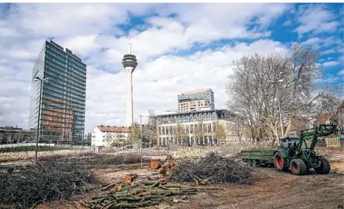  ??  ?? Nicht nur kranke Bäume werden gefällt. Auch bei Wohnprojek­ten müssen Bäume entfernt werden, so wie etwa für den Neubau in Unterbilk.