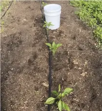  ??  ?? Peppers are quite coldsensit­ive, so row covers alone may not provide adequate protection. Adding thermal mass (left) helps ensure their successful survival and also helps keep the row cover from touching the plant foliage.