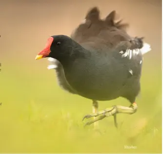  ??  ?? Moorhen