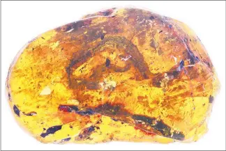  ?? MING BAI / CHINESE ACADEMY OF SCIENCES VIA THE NEW YORK TIMES ?? The skeletal remains of a new species of prehistori­c snake are preserved in amber found in Myanmar. Before this finding, paleontolo­gists had not uncovered a fossilized baby snake even in the rock fossil record, according to Michael Caldwell, a snake...