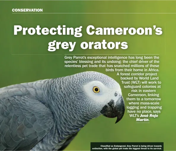  ??  ?? Classified as Endangered, Grey Parrot is being driven towards extinction, with the global pet trade the biggest threat to its survival.
