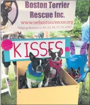  ?? MEDIANEWS GROUP ?? Two dogs work the kissing booth at the Northeast Boston Terrier Rescue Inc. tent during the 2019 Dogs and Brews fundraiser at the Reading Public Museum. This year’s event will be held Sunday.