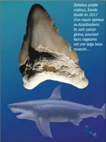  ??  ?? Dolodius problemati­cus, fossile étudié en 2017 d’un requin épineux ou Acanthodie­ns. Ils sont cartaligin­eux, pourtant leurs nageoires ont une large base osseuse...