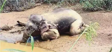  ?? (Foto ihsan Jabatan Hidupan Liar) ?? Bangkai gajah Pygmy Borneo jantan ditemui dengan kesan tembakan dan gadingnya dipotong pemburu haram di Tawau, Khamis lalu.