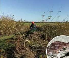  ?? FOTO HBVL ?? De landbouwer­s legden ‘snelwegen’ aan tussen de verschille­nde poelen waar de knoflookpa­d (inzet) leeft.