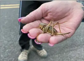  ?? CLAIRE RUSH/ASSOCIATED PRESS ?? April Aamodt holds a Mormon cricket in her hand in Blalock Canyon near Arlington, Ore. on Friday, June 17, 2022. Aamodt is involved in local outreach for Mormon cricket surveying.