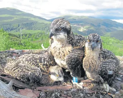 ?? Picture: Woodland Trust. ?? Osprey chicks Doddie, Vera and Captain have taken their first full flight from their nest in Loch Arkaig Pine Forest after becoming internet sensations.