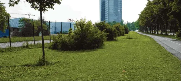  ?? Foto: Eberhard Pfeuffer ?? So kann eine Wiese aussehen, die zu früh gemäht wurde. Das Gras an der Rumplerstr­aße ist zwar grün, es gibt aber keine Blütenviel­falt. Diese wäre aber notwendig, um Insekten ausreichen­d Nahrung zu bieten. Na turschütze­r prangern jetzt die...