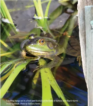  ??  ?? A bullfrog hangs out in a front yard fountain at the home of Barbara and Wayne Harms in Old Saybrook. Photo by Barbara Harms