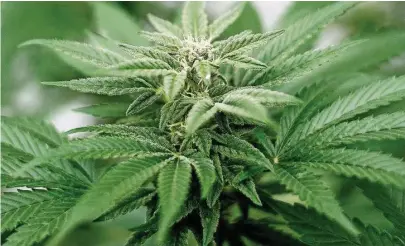  ?? Foto: dpa ?? Immer mehr vor allem junge Menschen konsumiere­n auch im Landkreis Bautzen Cannabis.