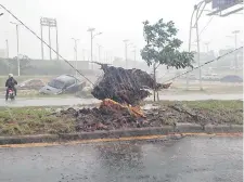  ?? ?? El fenómeno meteorológ­ico derribó un árbol en el paseo central de la autopista Silvio Pettirossi y obstaculiz­ó el tránsito.