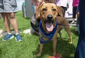  ?? Emily Matthews/Post-Gazette photos ?? Top: Vito, an American bully mix, eats a treat during the universal birthday party at Angel Ridge Animal Rescue in Chartiers.