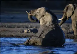  ?? Getty Images/tns ?? An elephant sits in the water in one of the dry channel of the wildlife reach Okavango Delta near the Nxaraga village in the outskirt of Maun, on Sept. 28, 2019. Elephants are dying mysterious­ly and in large numbers in Botswana.