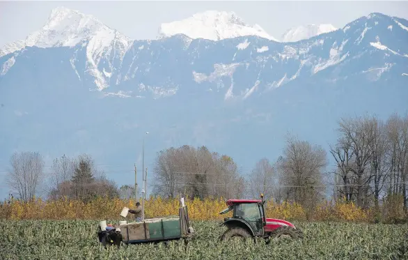  ?? JONATHAN HAYWARD/THE CANADIAN PRESS FILES ?? Workers load Brussels sprouts on a tractor in a field in Chilliwack, B.C. Marijuana companies want to further open up the space to allow recreation­al operations on B.C.’s Agricultur­al Land Reserve, a 4.6-million hectare swath of protected farmland, but...