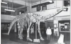  ?? PHOTO COURTESY: DINOSAURS OF INDIA BY ASHOK SAHNI ?? A file photo of the skeleton of the herbivorou­s dinosaur Barapasaur­us tagorei at the Indian Statistica­l Institute, Kolkata.