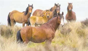  ?? Photo / Supplied ?? Regular mustering by the Kaimanawa Heritage Horses Welfare Society helps to keep the wild horse herd in a healthy condition.